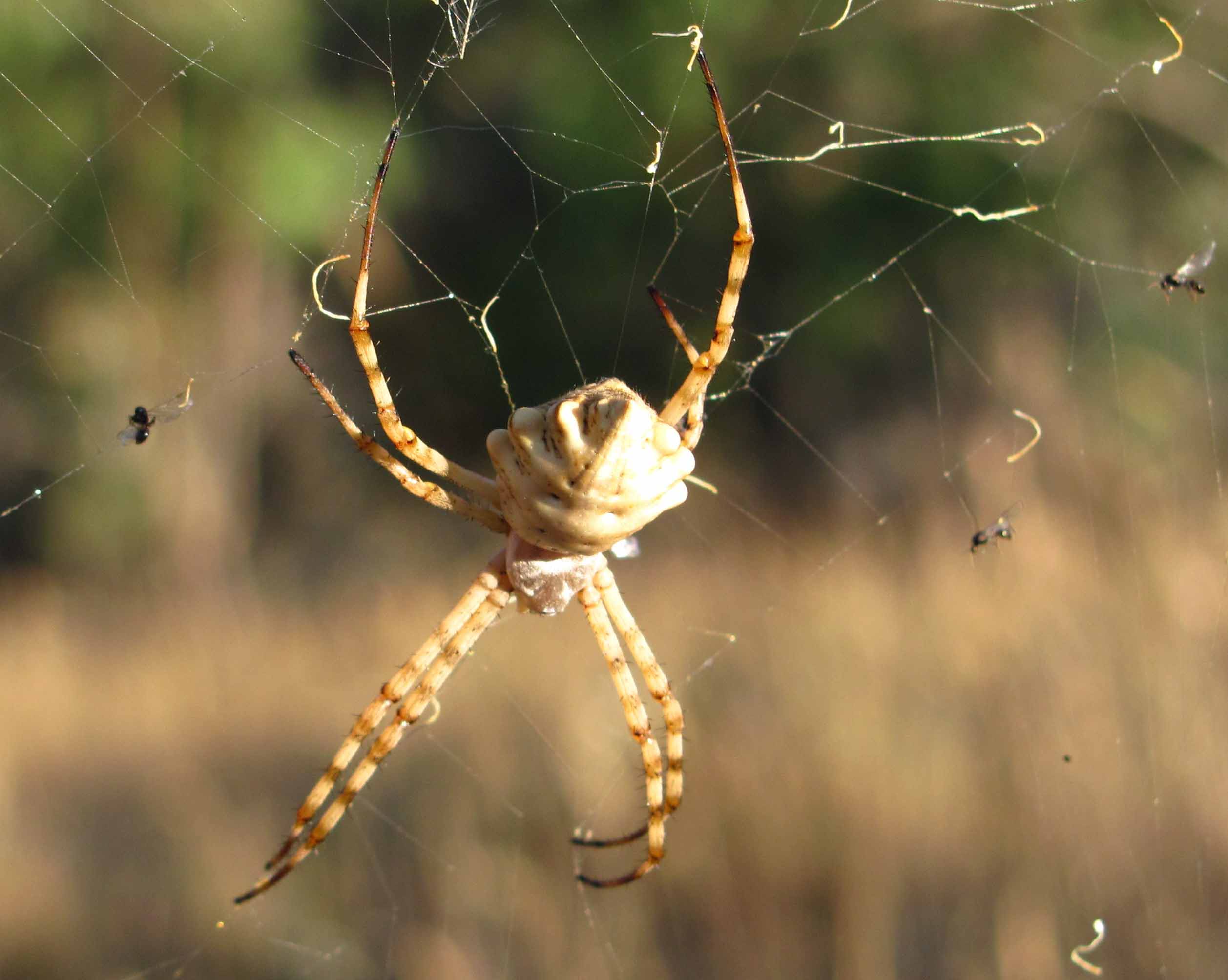 Piccolo gigante siculo (Argiope lobata)